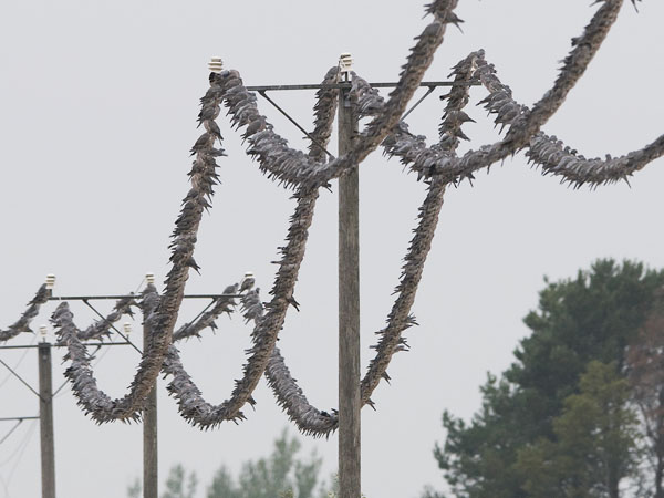 Sepelkyyhky, Common Wood Pigeon, Columba palumbus