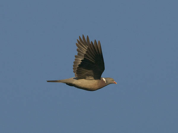 Sepelkyyhky, Common Wood Pigeon, Columba palumbus