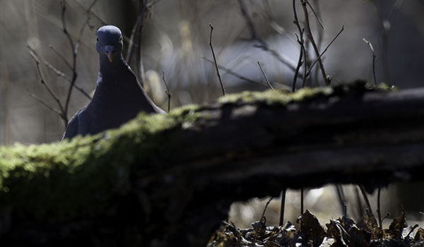 Sepelkyyhky, Common Wood Pigeon, Columba palumbus