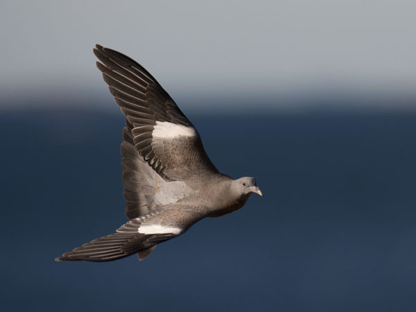 Sepelkyyhky, Common Wood Pigeon, Columba palumbus