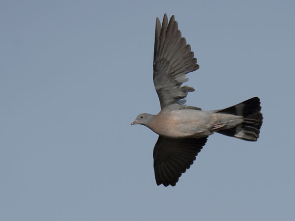 Sepelkyyhky, Common Wood Pigeon, Columba palumbus