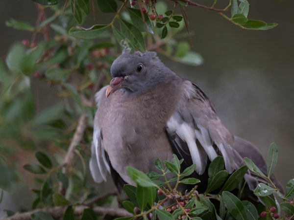 Sepelkyyhky, Common Wood Pigeon, Columba palumbus