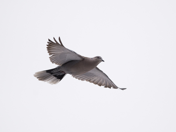 Turkinkyyhky, Eurasian Collared Dove, Streptopelia decaocto