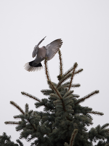 Turkinkyyhky, Eurasian Collared Dove, Streptopelia decaocto