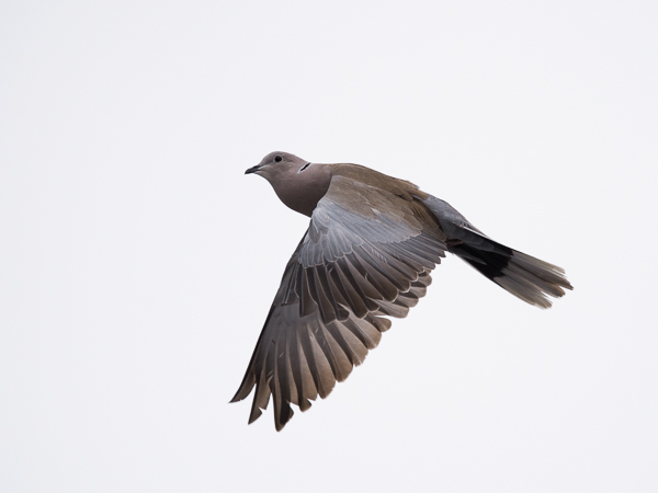Turkinkyyhky, Eurasian Collared Dove, Streptopelia decaocto
