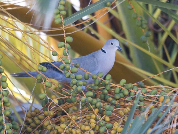Turkinkyyhky, Eurasian Collared Dove, Streptopelia decaocto
