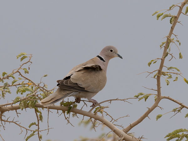 Turkinkyyhky, Eurasian Collared Dove, Streptopelia decaocto