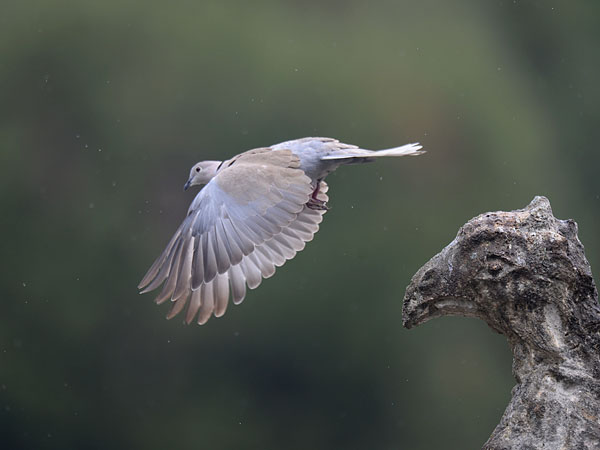 Turkinkyyhky, Eurasian Collared Dove, Streptopelia decaocto