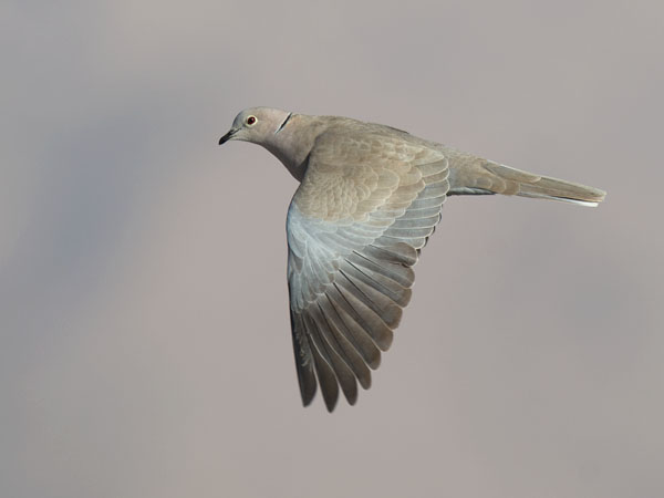Turkinkyyhky, Eurasian Collared Dove, Streptopelia decaocto