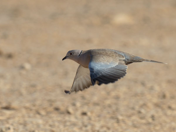 Turkinkyyhky, Eurasian Collared Dove, Streptopelia decaocto