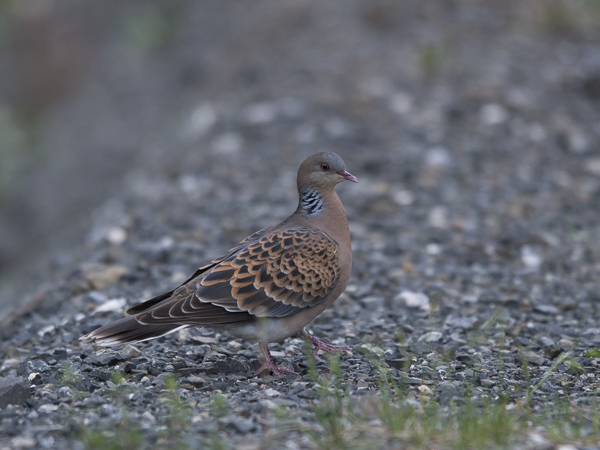 Idänturturikyyhky, Oriental Turtle Dove, Streptopelia orientalis