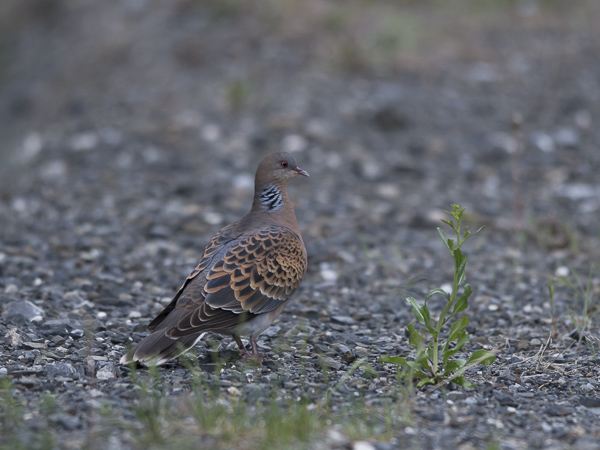 Idänturturikyyhky, Oriental Turtle Dove, Streptopelia orientalis