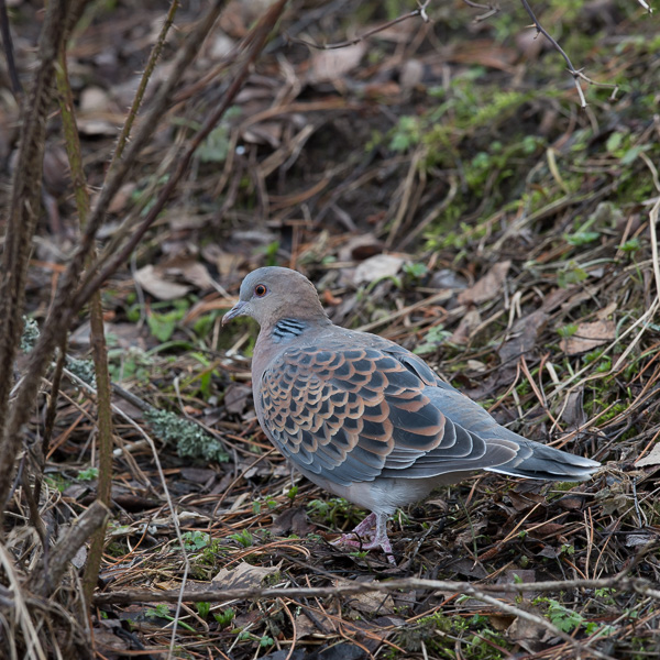 Idänturturikyyhky, Oriental Turtle Dove, Streptopelia orientalis