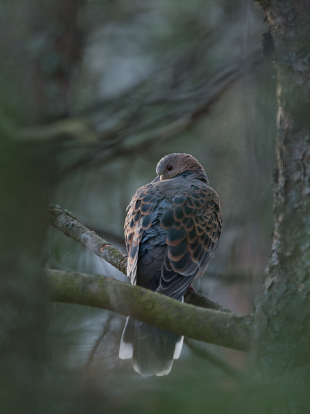 Idänturturikyyhky, Oriental Turtle Dove, Streptopelia orientalis