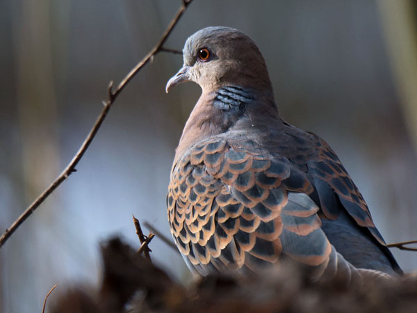 Idänturturikyyhky, Oriental Turtle Dove, Streptopelia orientalis