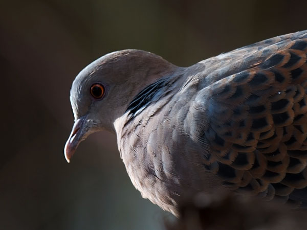 Idänturturikyyhky, Oriental Turtle Dove, Streptopelia orientalis