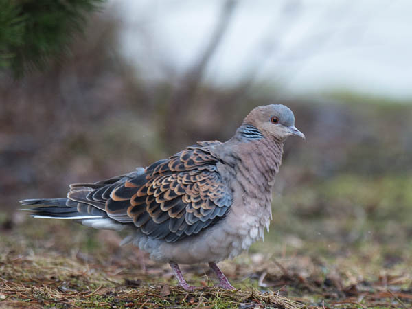 Idänturturikyyhky, Oriental Turtle Dove, Streptopelia orientalis