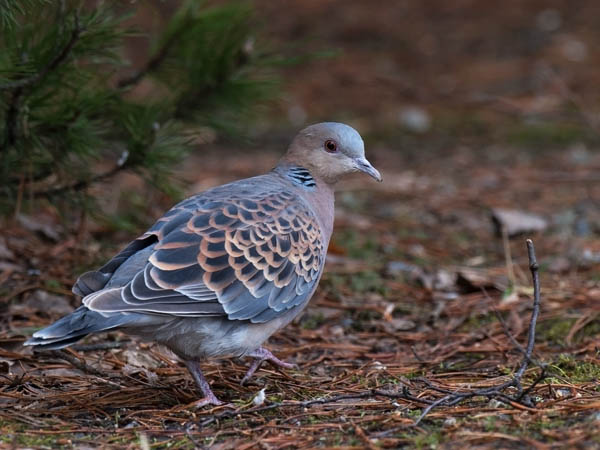 Idänturturikyyhky, Oriental Turtle Dove, Streptopelia orientalis