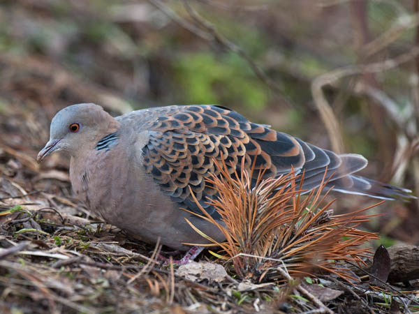 Idänturturikyyhky, Oriental Turtle Dove, Streptopelia orientalis