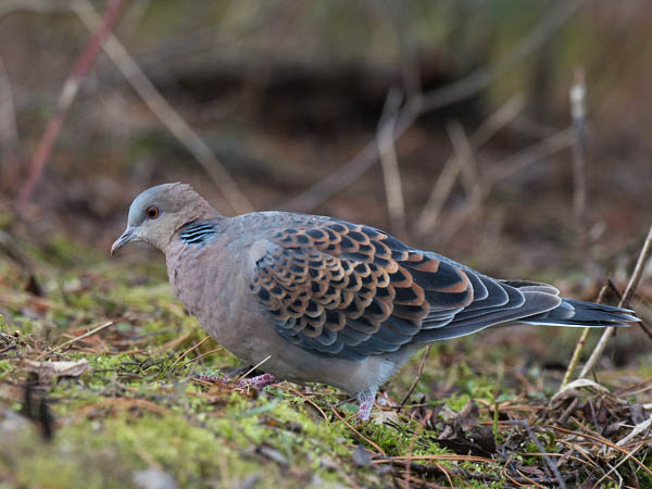 Idänturturikyyhky, Oriental Turtle Dove, Streptopelia orientalis