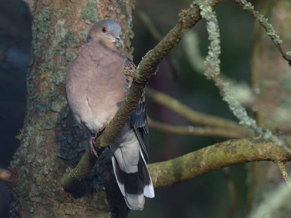 Idänturturikyyhky, Oriental Turtle Dove, Streptopelia orientalis