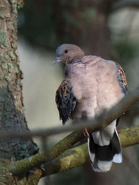Idänturturikyyhky, Oriental Turtle Dove, Streptopelia orientalis