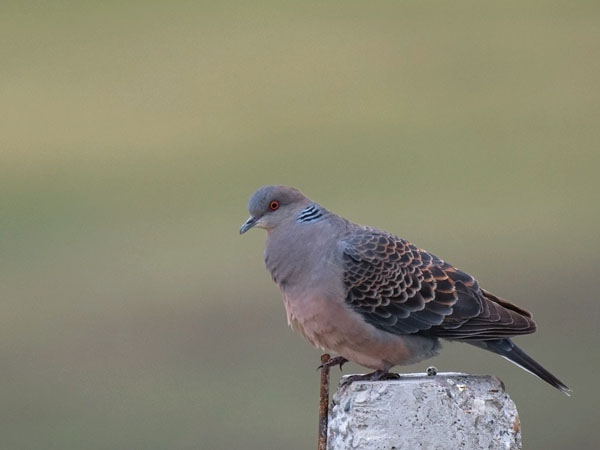 Idänturturikyyhky, Oriental Turtle Dove, Streptopelia orientalis