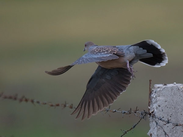 Idänturturikyyhky, Oriental Turtle Dove, Streptopelia orientalis