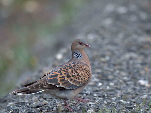 Idänturturikyyhky, Oriental Turtle Dove, Streptopelia orientalis