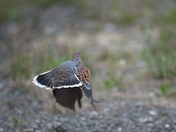 Idänturturikyyhky, Oriental Turtle Dove, Streptopelia orientalis