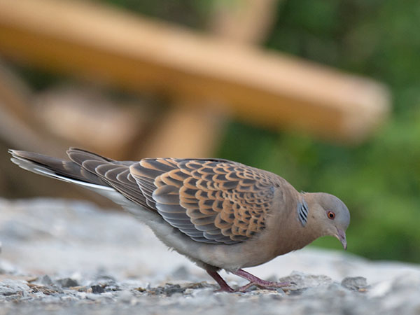 Idänturturikyyhky, Oriental Turtle Dove, Streptopelia orientalis