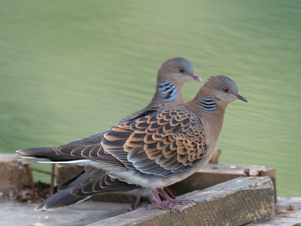 Idänturturikyyhky, Oriental Turtle Dove, Streptopelia orientalis