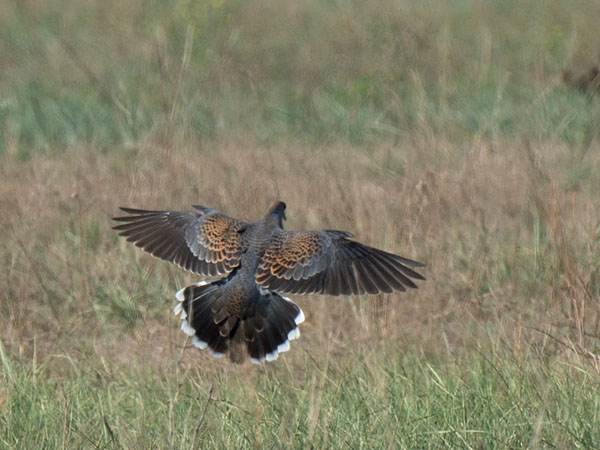 Idänturturikyyhky, Oriental Turtle Dove, Streptopelia orientalis
