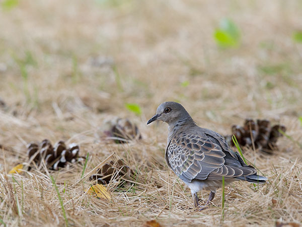 Turturikyyhky, European Turtle Dove, Streptopelia turtur