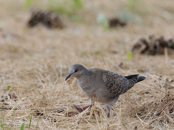 Turturikyyhky, European Turtle Dove, Streptopelia turtur