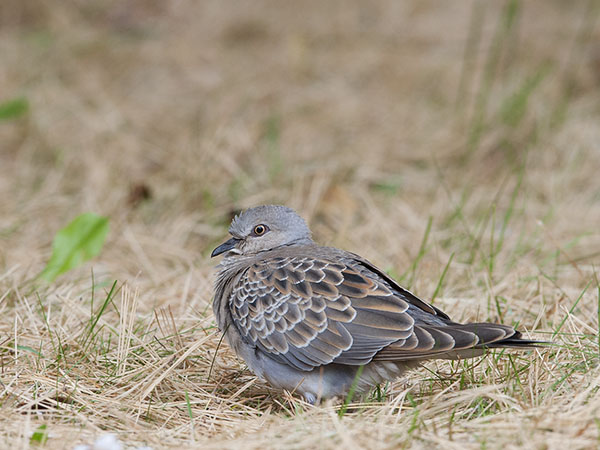 Turturikyyhky, European Turtle Dove, Streptopelia turtur