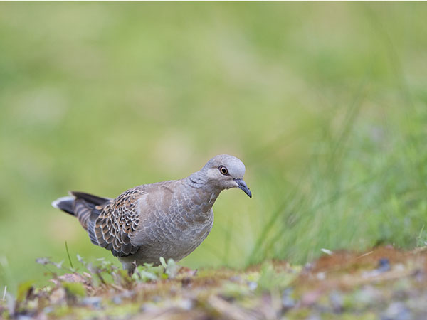 Turturikyyhky, European Turtle Dove, Streptopelia turtur