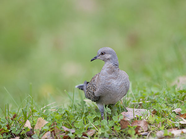 Turturikyyhky, European Turtle Dove, Streptopelia turtur