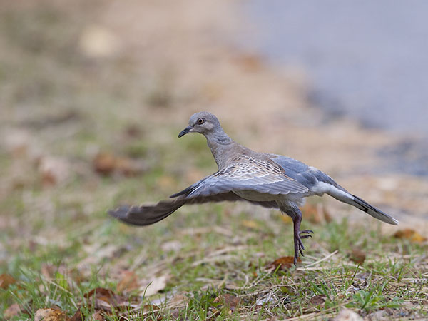 Turturikyyhky, European Turtle Dove, Streptopelia turtur