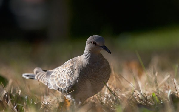 Turturikyyhky, European Turtle Dove, Streptopelia turtur