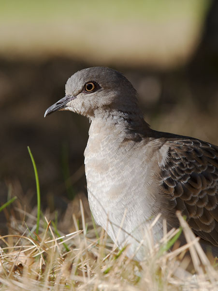 Turturikyyhky, European Turtle Dove, Streptopelia turtur