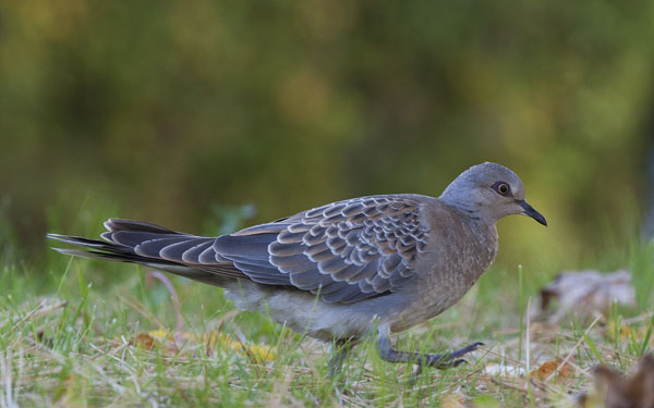 Turturikyyhky, European Turtle Dove, Streptopelia turtur