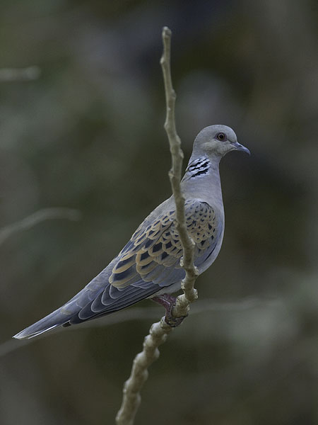 Turturikyyhky, European Turtle Dove, Streptopelia turtur