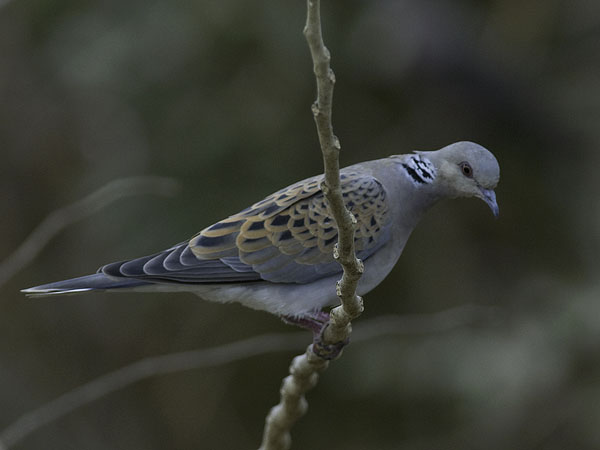 Turturikyyhky, European Turtle Dove, Streptopelia turtur
