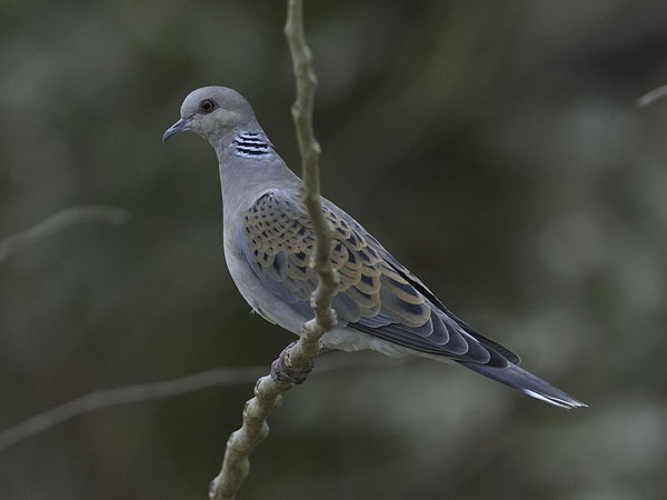 Turturikyyhky, European Turtle Dove, Streptopelia turtur