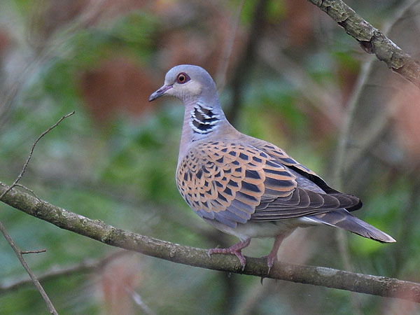Turturikyyhky, European Turtle Dove, Streptopelia turtur