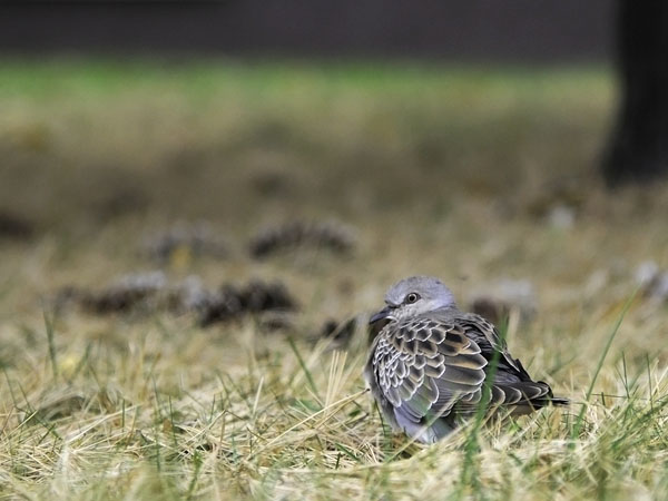 Turturikyyhky, European Turtle Dove, Streptopelia turtur