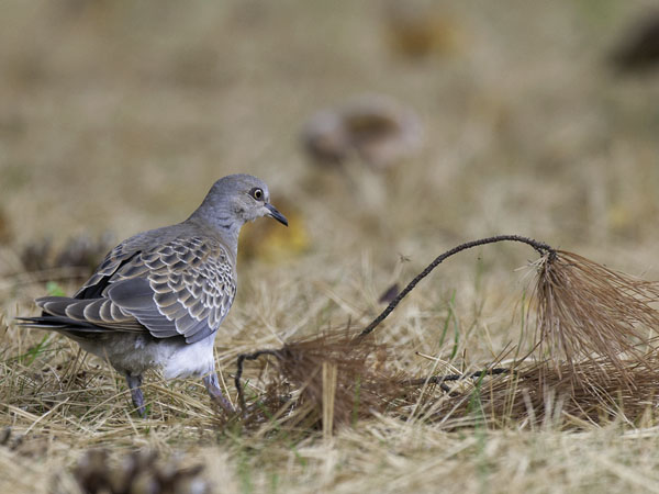 Turturikyyhky, European Turtle Dove, Streptopelia turtur