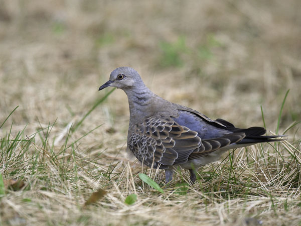 Turturikyyhky, European Turtle Dove, Streptopelia turtur