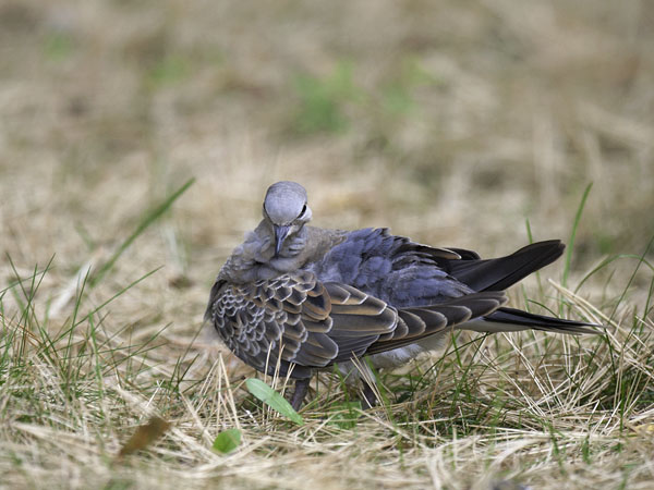 Turturikyyhky, European Turtle Dove, Streptopelia turtur